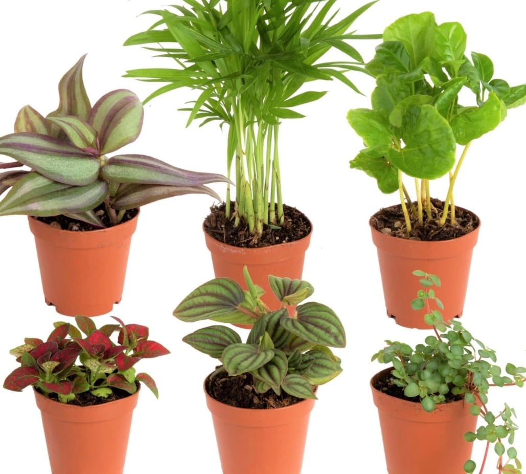 Potted plants