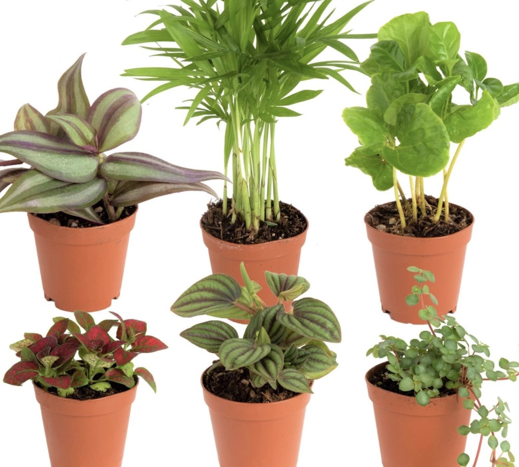 Potted plants